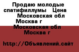 Продаю молодые спатифиллумы › Цена ­ 150 - Московская обл., Москва г.  »    . Московская обл.,Москва г.